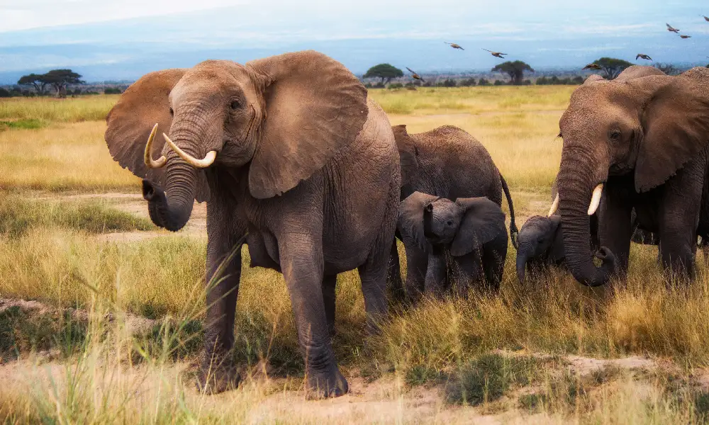 Kenya Safari Amboseli Tour Package -Elephants with Mount Kilimanjaro Gem Travels